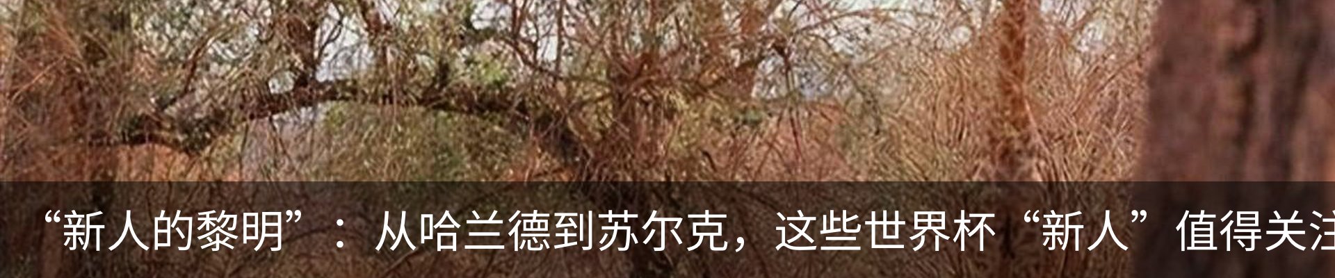 新闻动态